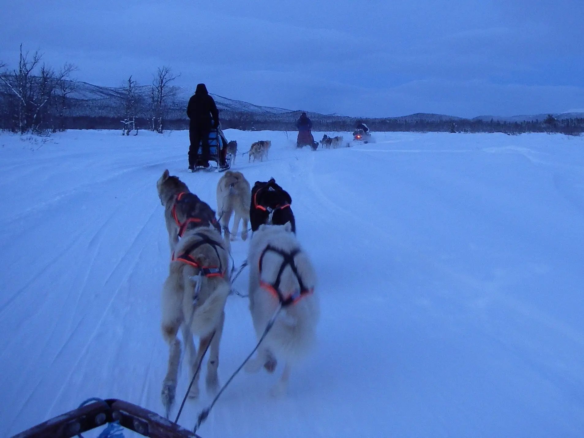 Een hondenspan trekt een slee over een besneeuwde vlakte bij Kiruna