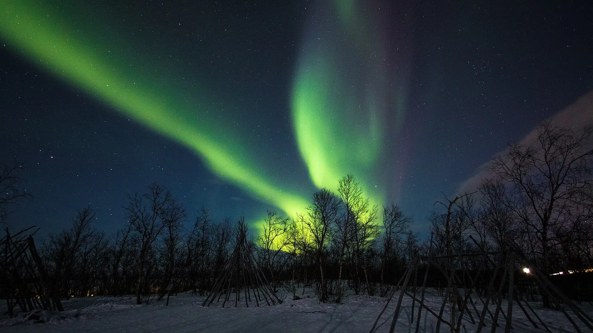 Groen noorderlicht boven een besneeuwd berkenbos bij Abisko